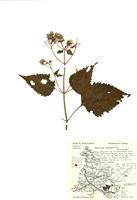 藏品(高大假藿香薊)的圖片